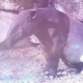 Tapir