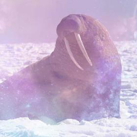 Walrus meaning animal totem