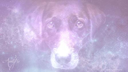 Black Dog in Dream