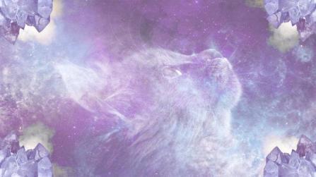 Dreams About Cat Attack