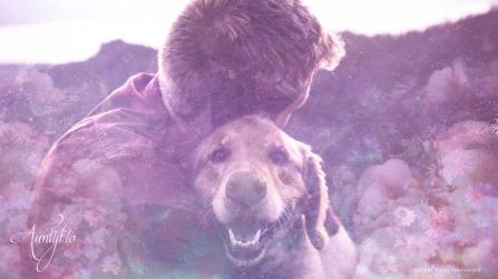 Animal shelter dream meaning