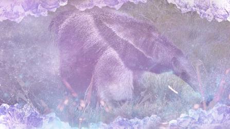 Dreaming and meanings  Anteater