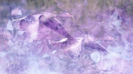 Geese dream meanings