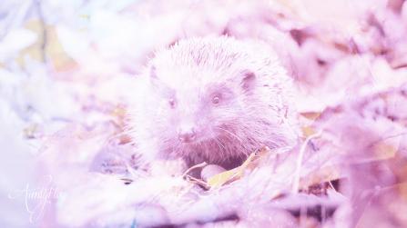Hedgehog Dream Meaning