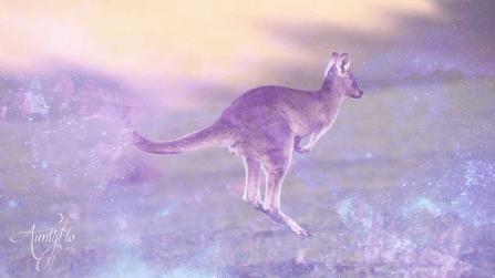 Kangaroo