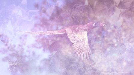 Pheasant