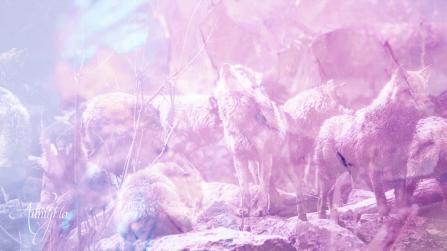 Grey Wolf Dream Meaning