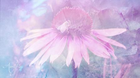 Ambrosia Flower Meaning