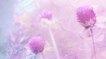 Bachelor Button Meaning