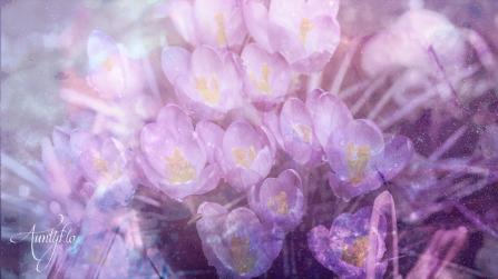 Crocus Meaning