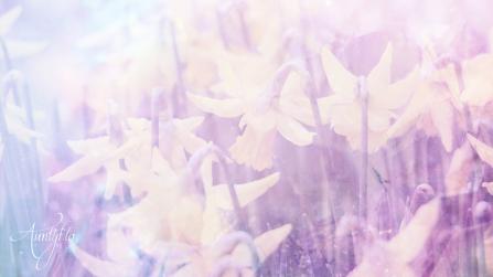 Daffodil Meaning