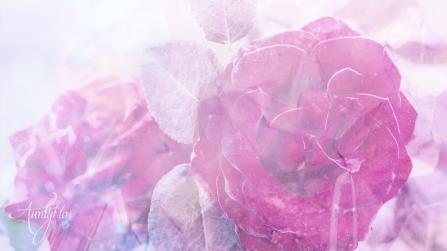 Dark Crimson Rose Meaning