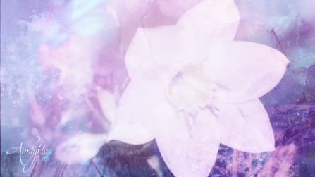 Eucharis Lily Meaning