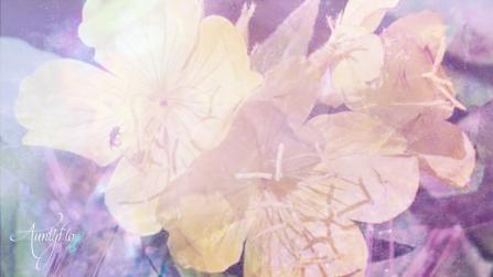 Evening Primrose Meaning