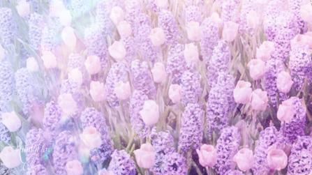 Blue Hyacinth Meaning