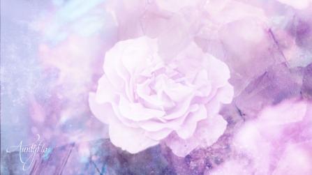 Purple Carnation