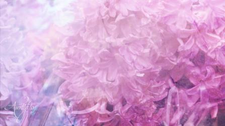 Red or Pink Hyacinth