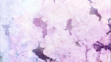 White Carnation