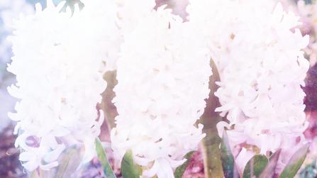 White Hyacinth