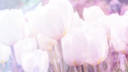White Tulip Meaning