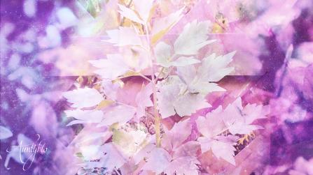 Lovage root (Bo’ Hog root)