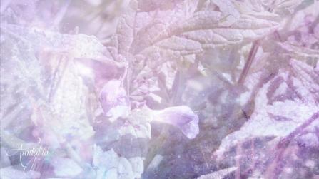 skullcap herb