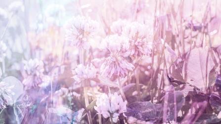 Clover White