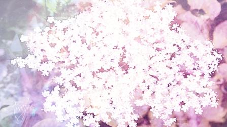 Elder flowers