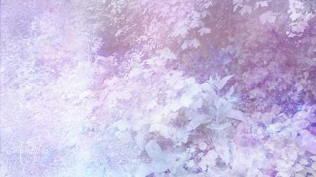 Queen Elizabeth root, powder