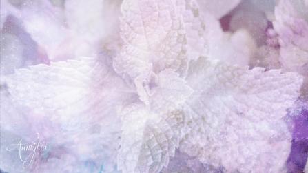 Lemon mint (Bergamot mint)