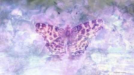 Spiritual Meaning of Black and Yellow Butterfly