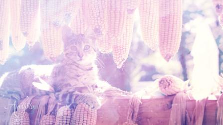 What is the spiritual meaning of maize?