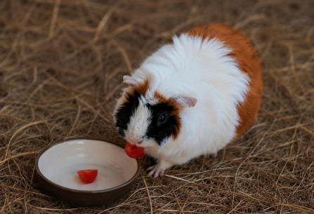 Can guinea pigs eat tomatoes?