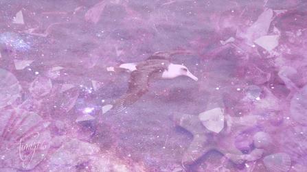 Albatross symbolism