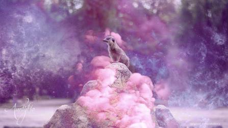 Meerkat Animal Totem