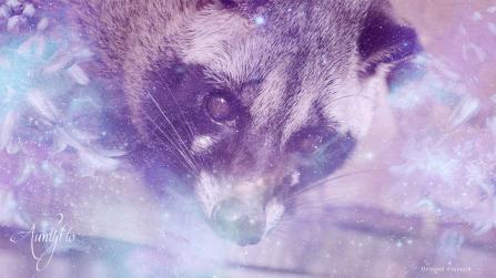 Palm Civet