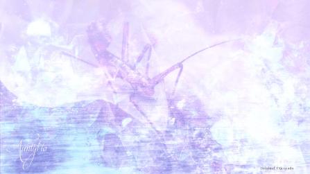 Phasmids/ Walking Sticks