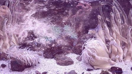 Anemone Spirit Guide