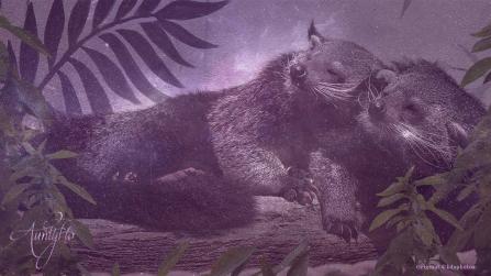 Binturong / Bearcat