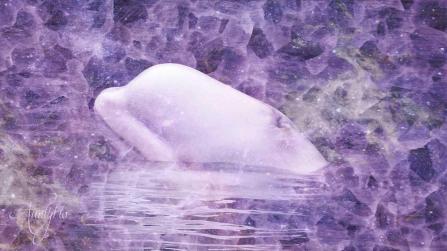 Beluga Whale