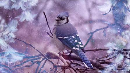 Blue Jay Symbolism 