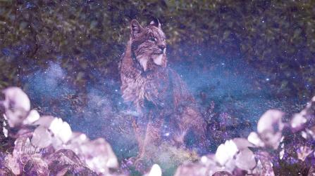 Caracal / Desert Lynx / Red Lynx