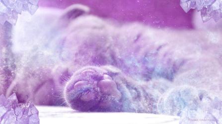 Cat Prints Symbolism-Working with animal totem