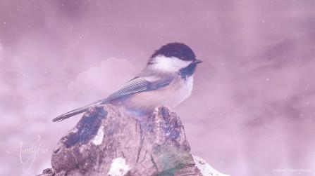 The Spiritual Meaning of a Chickadee