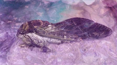 Cicada
