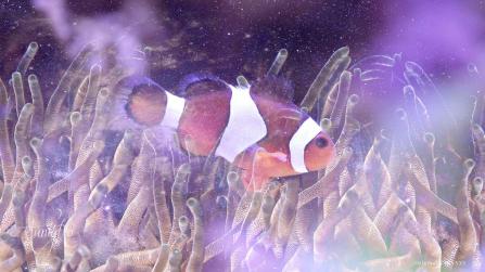 Clown Fish/Anemone Fish symbolism