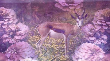 Antelope Spiritual Meaning