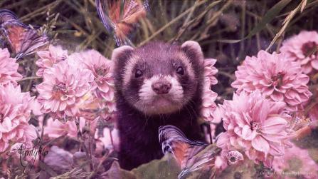 Ferret