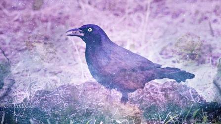 Grackle