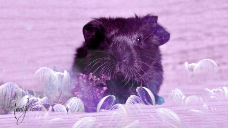 Guinea Pig